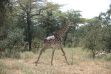 giraffe6.jpg