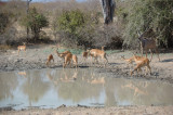 impala&kudu.jpg