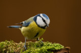 Blue tit/Pimpelmees 7