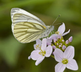 Green-veined white/Klein geaderd witje 1