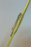 Blue tailed damselfly/Lantaarntje 14