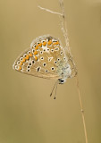 Common blue/Icarusblauwtje 37