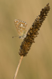 Common blue/Icarusblauwtje 42