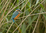 Kingfisher/IJsvogel 5