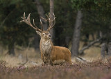 Red deer/Edelhert 17