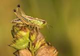 Meadow grasshopper/Krasser 79
