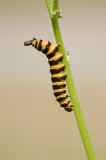 Caterpillar cinnabar moth/Rups St-jacobsvlinder 82