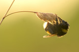 Buff-tailed bumblebee/Aardhommel  83