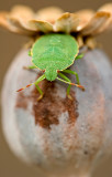 Green shield bug/Groene stinkwants 84