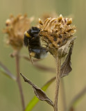 Buff-tailed bumblebee/Aardhommel 85