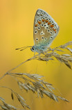 Common blue/ Icarus blauwtje 88