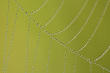 Spiderweb/Spinneweb 10