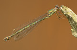 Green emerald damselfly/Houtpanserjuffer 101