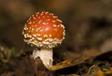 Fly agaric/Vliegenzwam 64