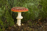 Fly agaric/Vliegenzwam  68