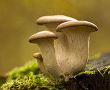 Oyster mushroom/Gewone oesterzwam 75