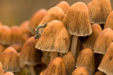 Glistening inkcap/ Gewone Glimmer inktzwam 76