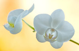 Orchid/Orchidee 78