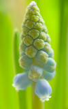 Common grape hyacinth/Blauw druifje 79