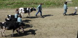 Leashes 2.jpg
