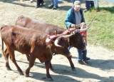 Oxen 1.jpg