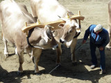 Oxen nose to nose.jpg