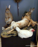 Cell Phone Rabbit at taxidermy shop in Paris