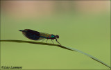 Banded demoiselle - Weidebeekjuffer_MG_3948