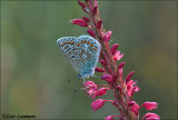 Common blue - Icarusblauwtje_MG_0777 