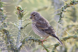 Linnet (Fanello)