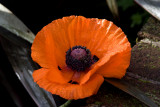 Poppy
