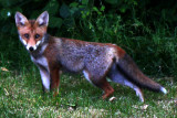 Fox in the garden