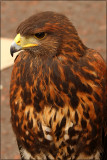 hawk_01.jpg