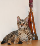 Bengal