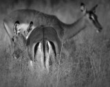 Culo de impala