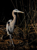 Great Blue Heron2.jpg