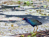 _MG_9076.jpg