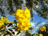 Sonoran Yellow Bell
