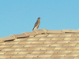 Hawk Hanging Around Backyard