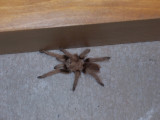 Fuzzy Wuzzy Taranchula in Garage