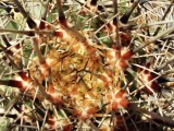 Saguaro in Cacti Garden