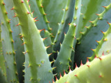 Cacti Garden Closeup