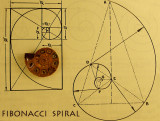 Fibonacci spiral