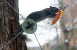 squirrels Feb 2nd 2011 022 Med.jpg