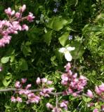 through blossoms