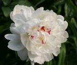 color touch peony