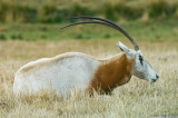 D2x-091908-009