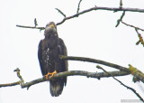 Ok, juvenile bald eagle