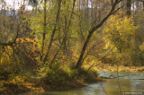 Riverside Beauty