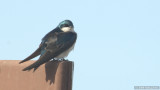 Tree swallow